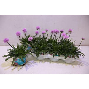 Arme Ps Dr Sweet Dream Light P