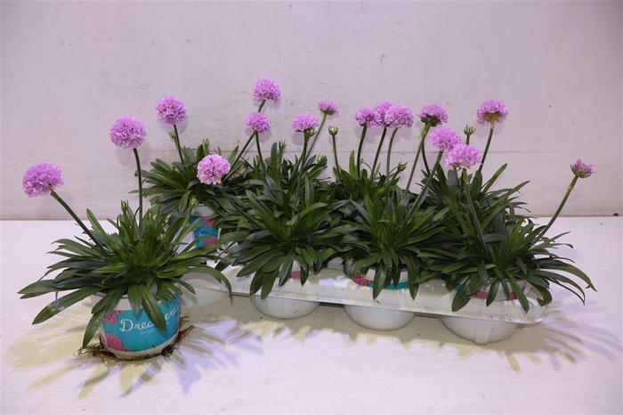 <h4>Arme Ps Dr Sweet Dream Light P</h4>