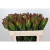 Leucadendron Laurel Yellow