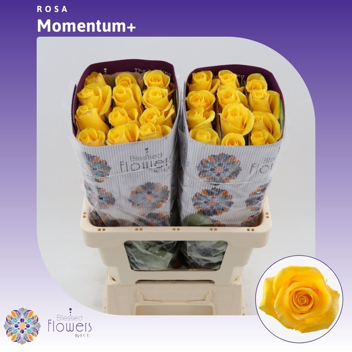 <h4>Rosa gr Momentum+</h4>