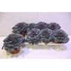 Brassica Krul Paars