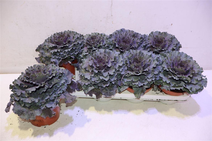 Brassica Krul Paars