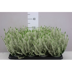 Calluna Beauty Lady Wit