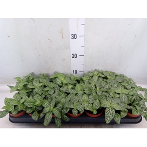 Fittonia verschaf. 'Bianco Verde'