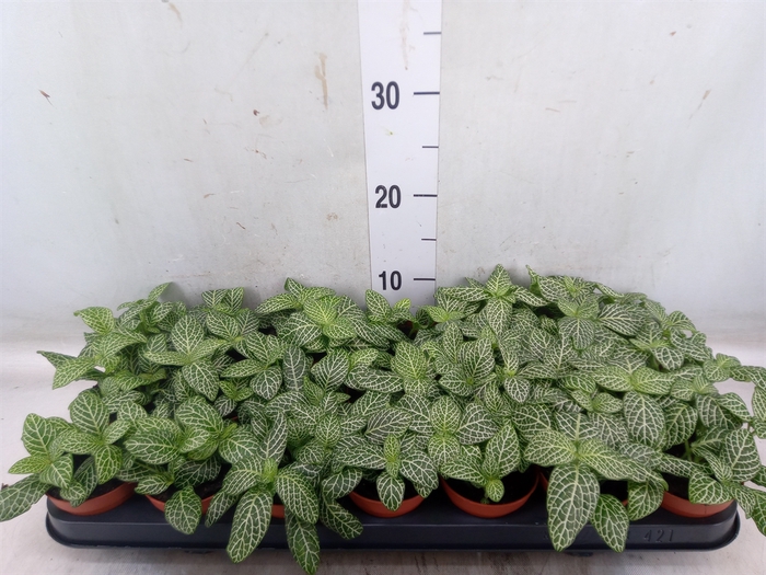 <h4>Fittonia verschaf. 'Bianco Verde'</h4>