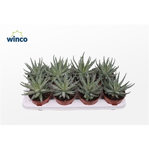 Aloe Humilis