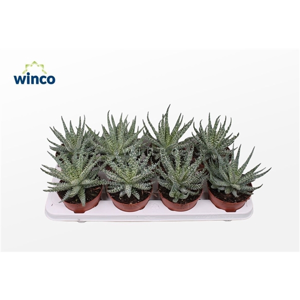 <h4>Aloe Humilis</h4>