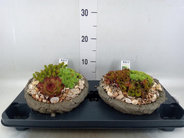 <h4>Arr. Tuinplanten L%</h4>