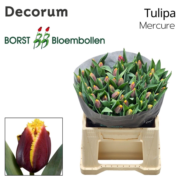 <h4>TU FR MERCURE</h4>