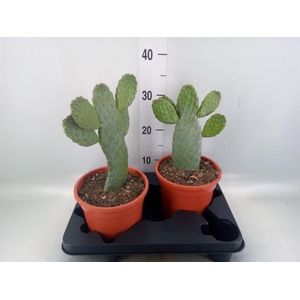 Opuntia