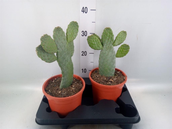 <h4>Opuntia</h4>