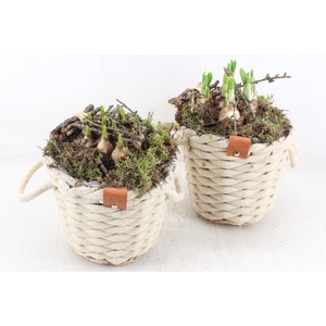 arr4 Bollenmix MB - Wolmand creme kl. x3