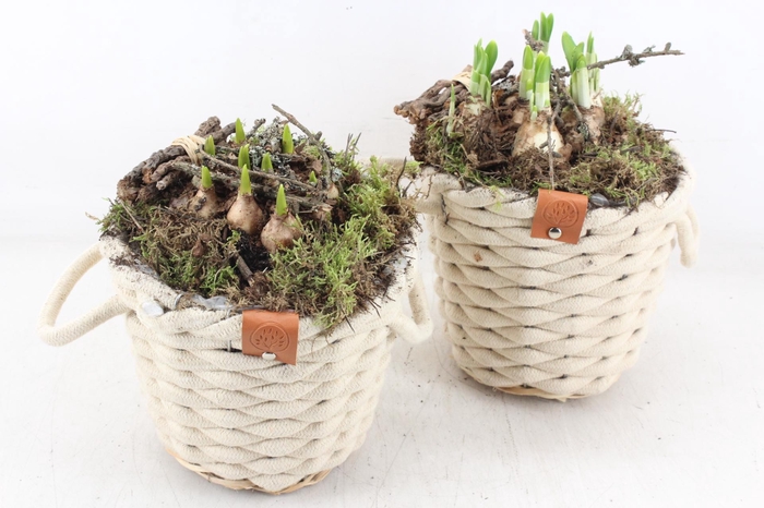 arr4 Bollenmix MB - Wolmand creme kl. x3