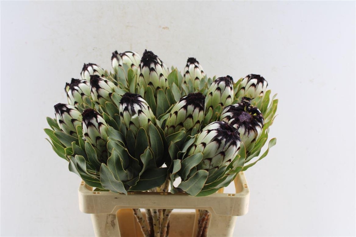 <h4>Protea Mag Niobe</h4>