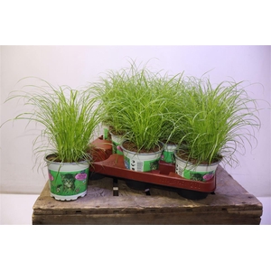 arr8 Cyper Alt Zumula