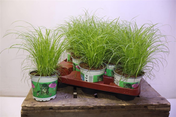 <h4>arr8 Cyper Alt Zumula</h4>