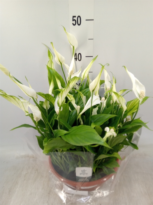 <h4>Spathiphyllum  'Bellini'</h4>