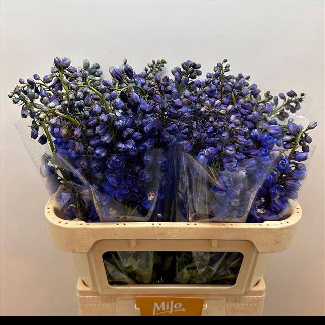 <h4>DELPH DU GUARD BLUE</h4>