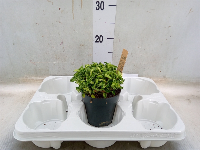 <h4>Syngonium   ...</h4>