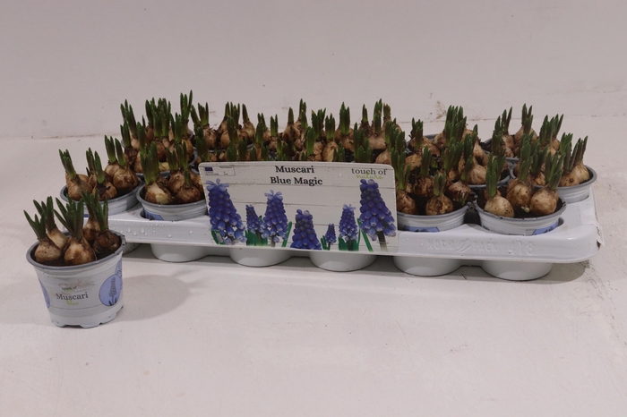 <h4>MUSCAR BLUE MAGIC</h4>