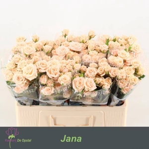 Rosa spray jana