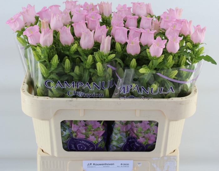 <h4>CAMP M PEARL PINK</h4>