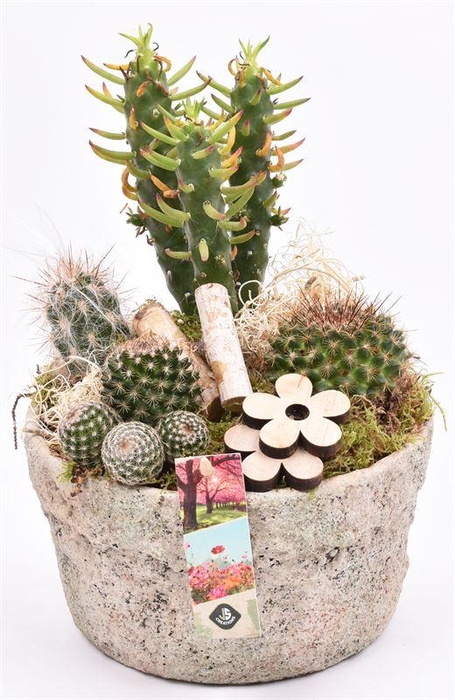 <h4>Cement schaal grof 20cm</h4>