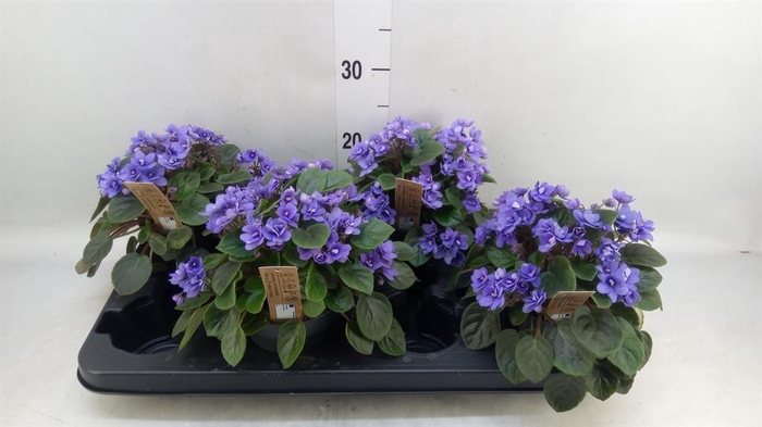 <h4>Saintpaulia   ...</h4>