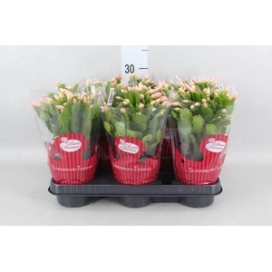 Schlumbergera ...