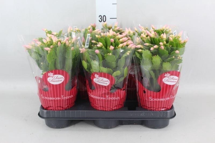 <h4>Schlumbergera ...</h4>