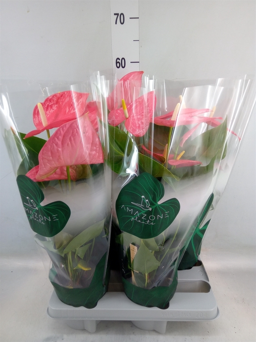 <h4>Anthurium andr. 'Colorado'</h4>