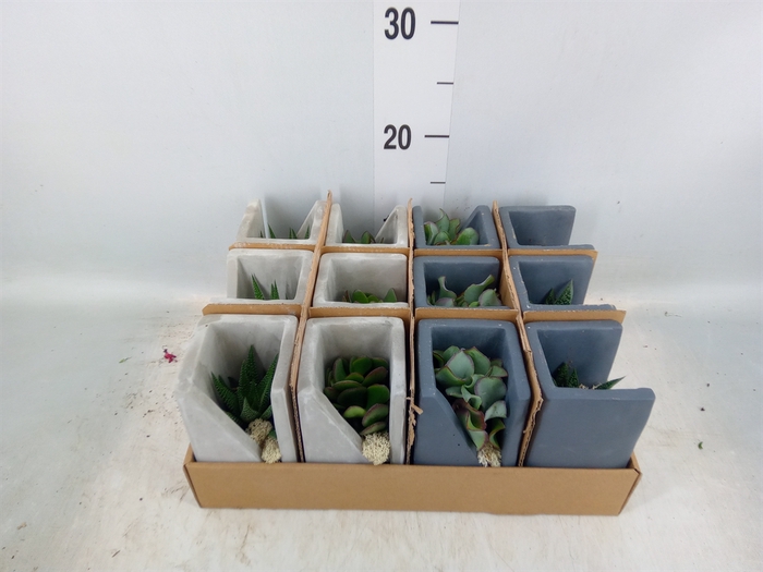 <h4>Succulents   ...</h4>