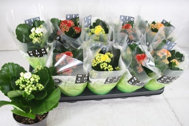 <h4>KAL GE GEM 4 KL</h4>