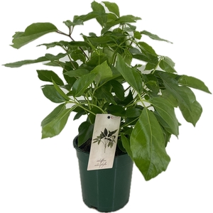 Schefflera actinophylla p19