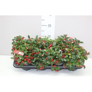 Gaultheria Pro Big Berry