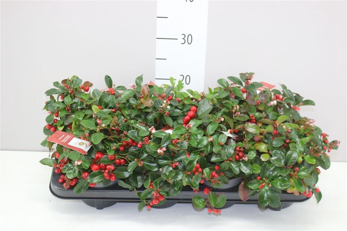 <h4>Gaultheria Pro Big Berry</h4>