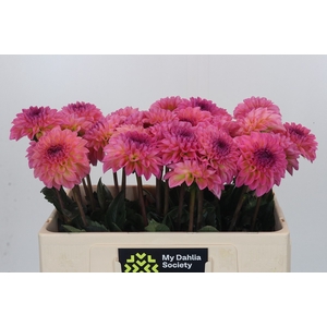 Dahlia Esli