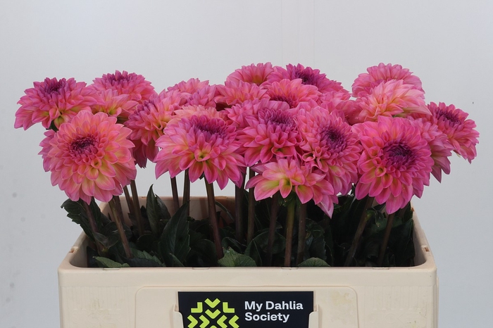 Dahlia Esli