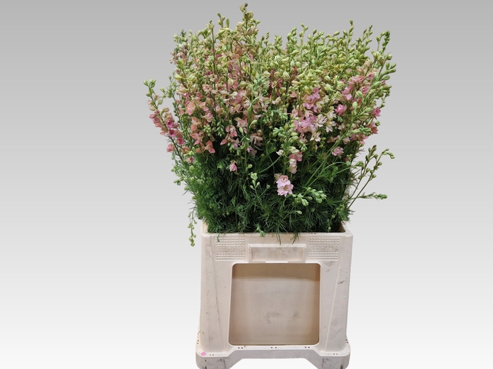 <h4>CONS RE Q LIGHT PINK</h4>