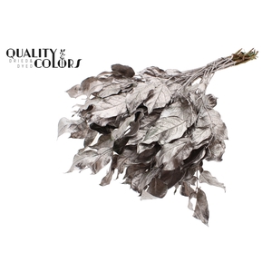 Salal tips dried per bunch Champagne