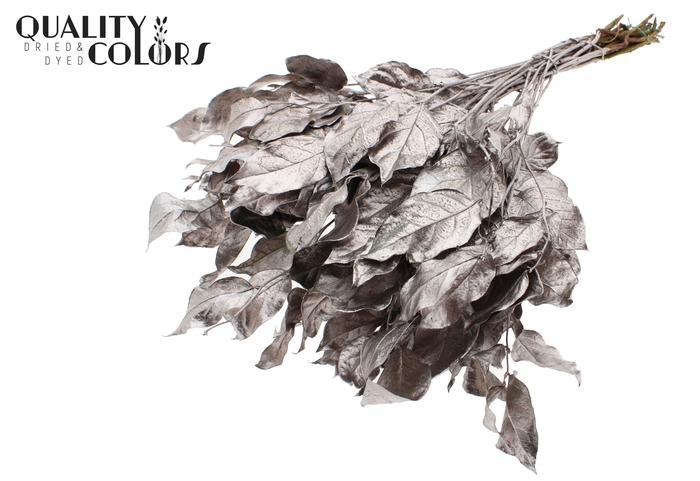 Salal tips dried per bunch Champagne