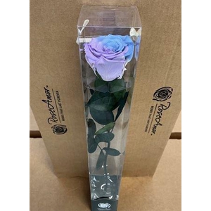 50cm Stem Bic25