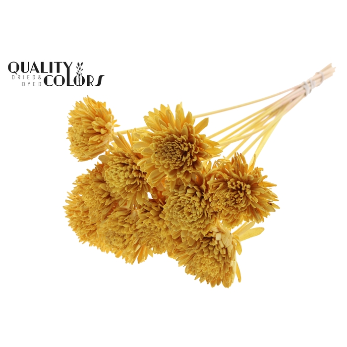 <h4>Shola Zinia Ø8cm on stem Yellow</h4>