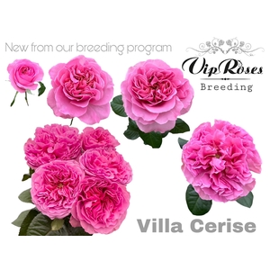 R GR VILLA CERISE