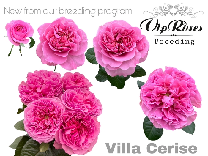 <h4>R GR VILLA CERISE</h4>