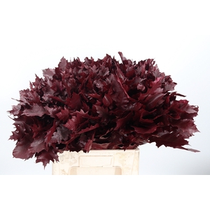 Quercus Kl Bh Bordeaux