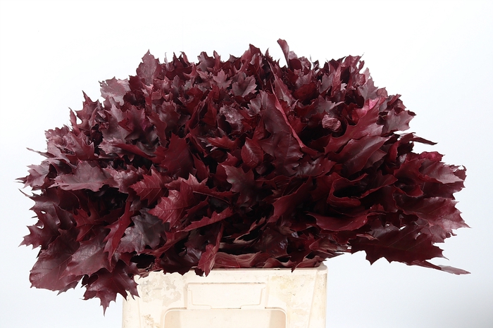 <h4>Quercus Kl Bh Bordeaux</h4>
