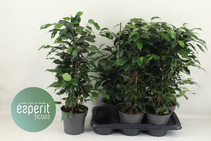 <h4>FIC BE DANIELLE</h4>