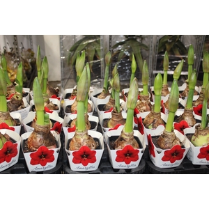 AMARYLLIS P14