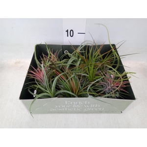 Tillandsia